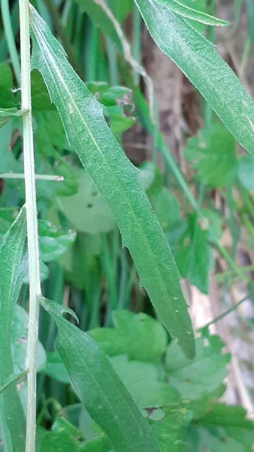 Centaurea rhaetica leaf