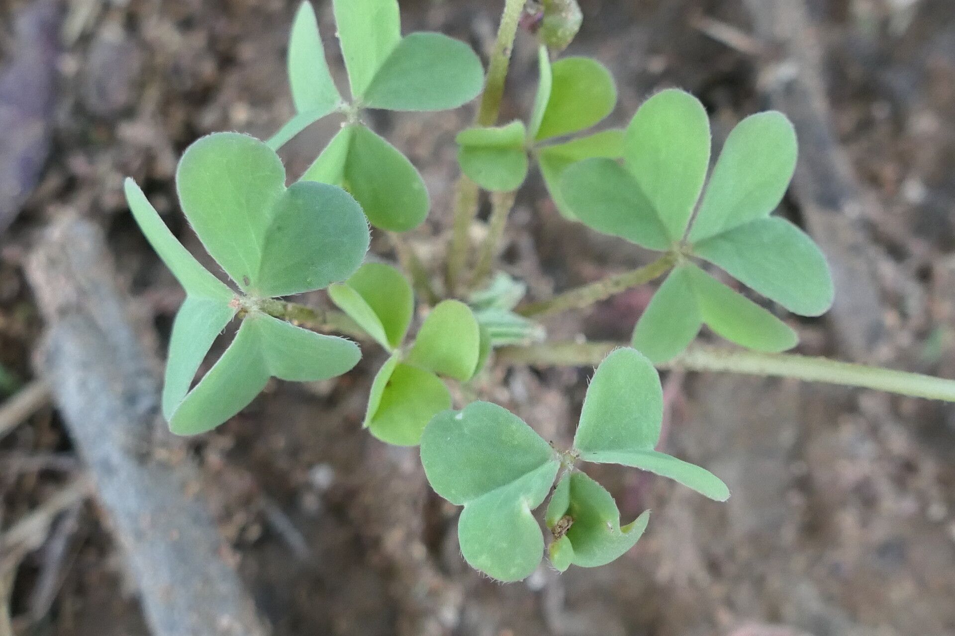 Oxalis purpurascens — search result for 'Oxalis'