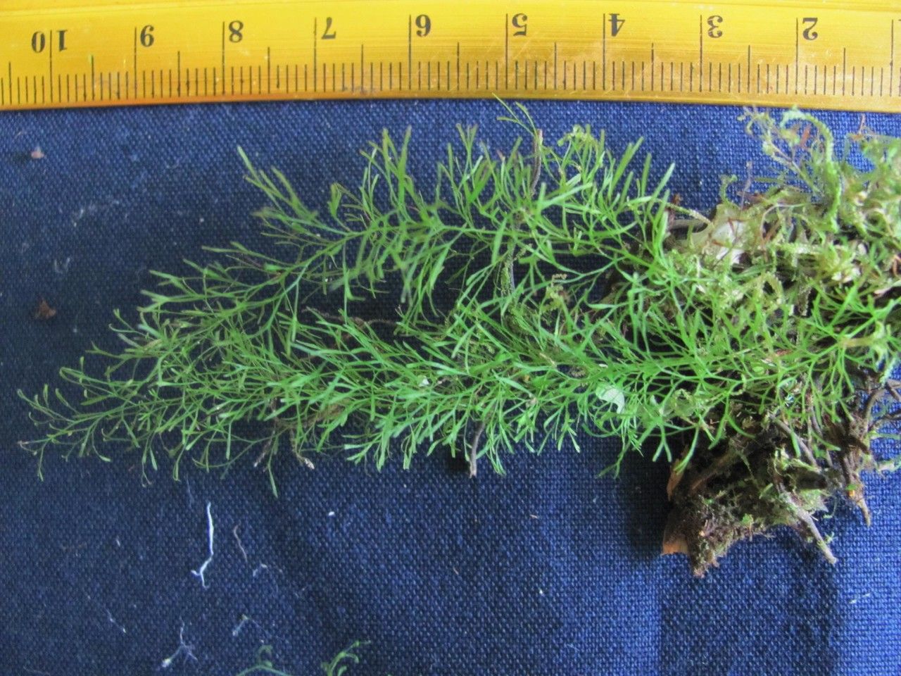 Trichomanes capillaceum other