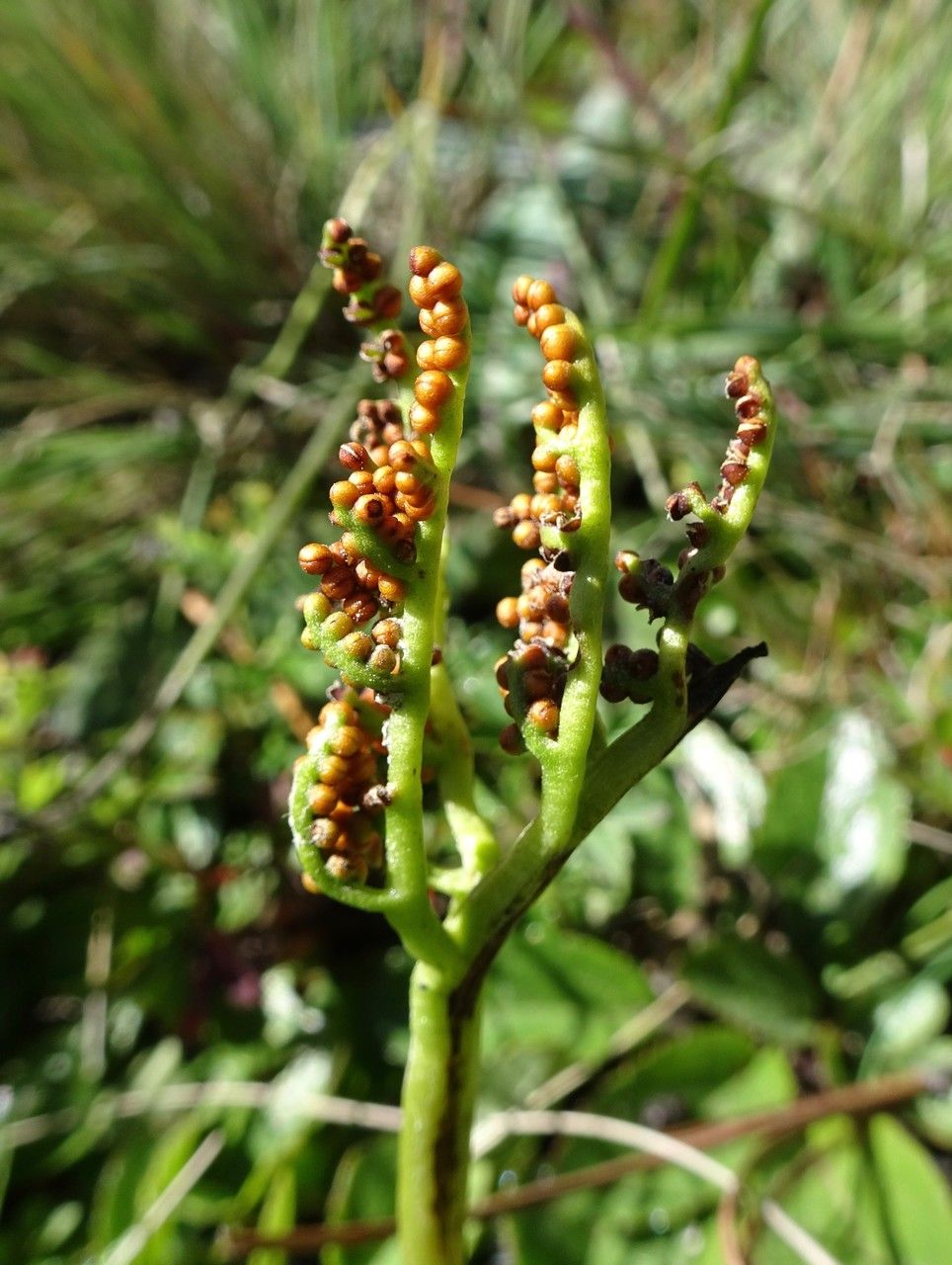 Botrychium schaffneri flower