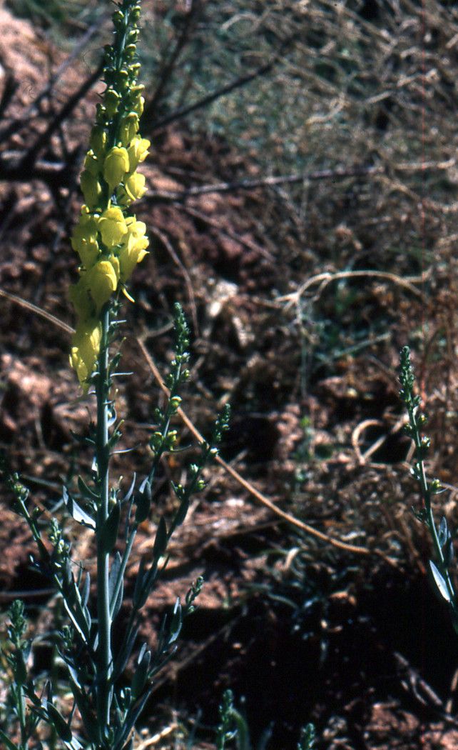 Linaria ventricosa flower