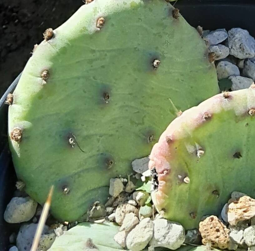 Opuntia mesacantha — houseplant care guide