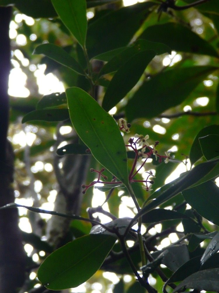 Zygogynum schlechteri — houseplant care guide