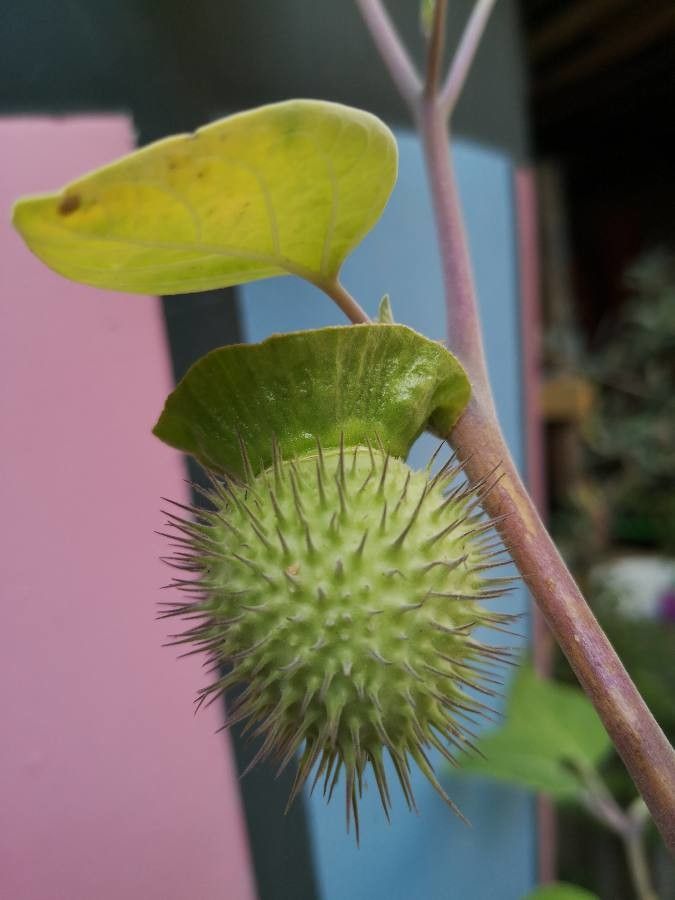 Datura inoxia fruit