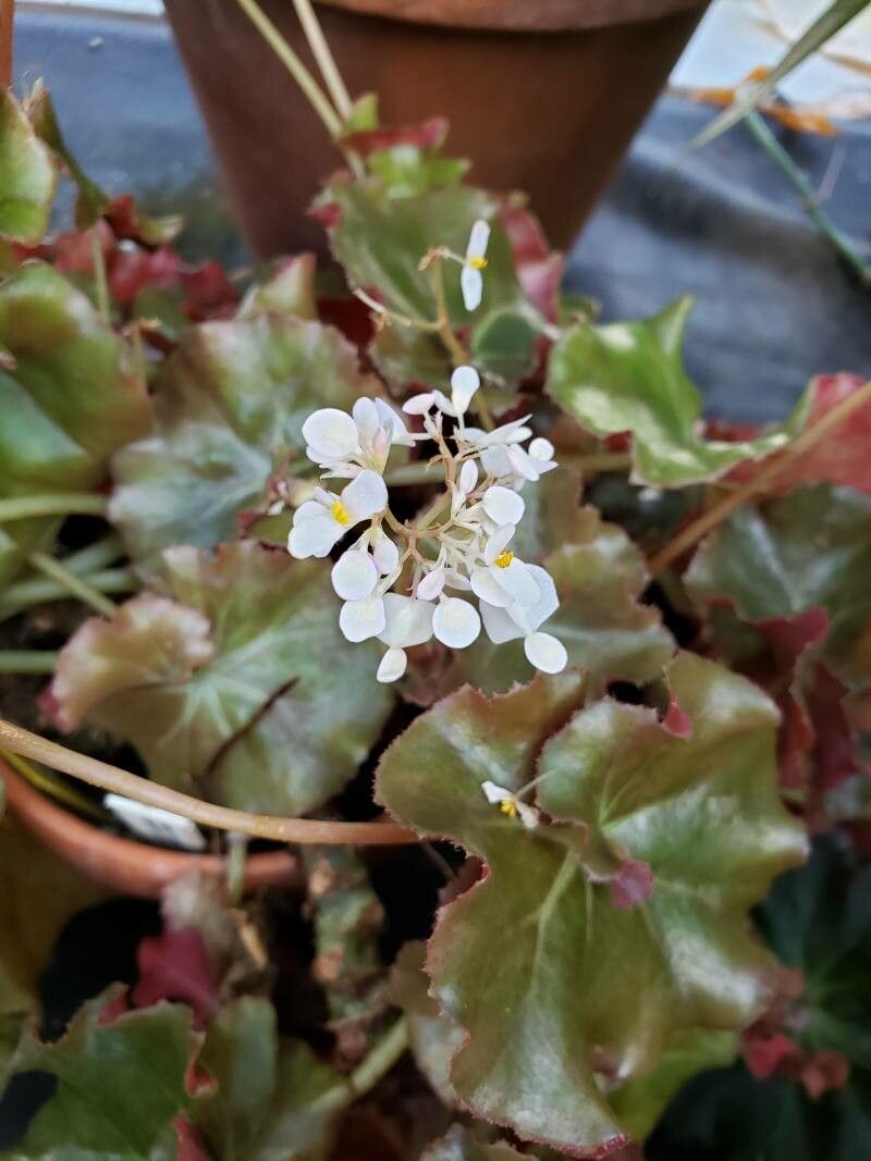 Begonia manicata flower