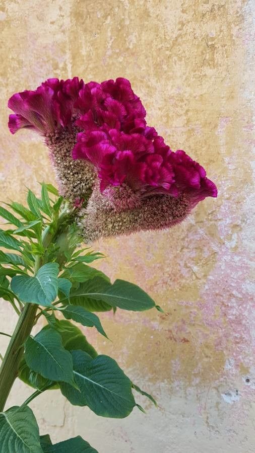 Celosia cristata flower