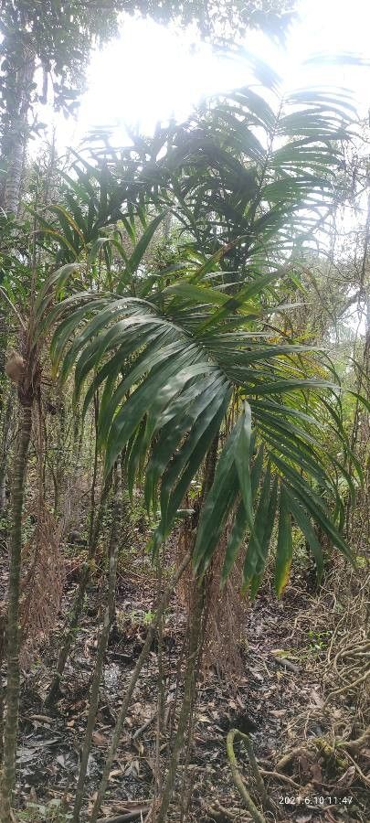 Bactris setosa leaf