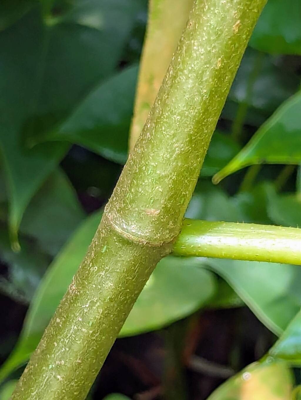 Begonia jocelinoi bark