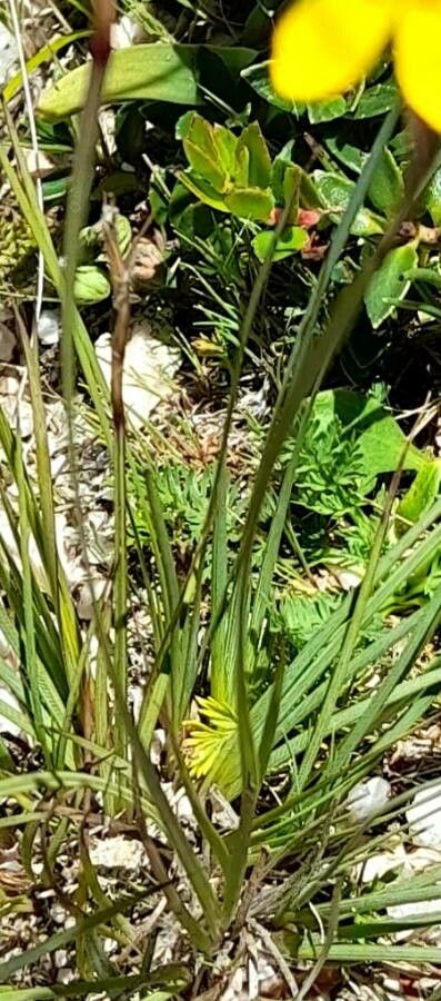 Sisyrinchium unguiculatum — search result for 'Sisyrinchium'