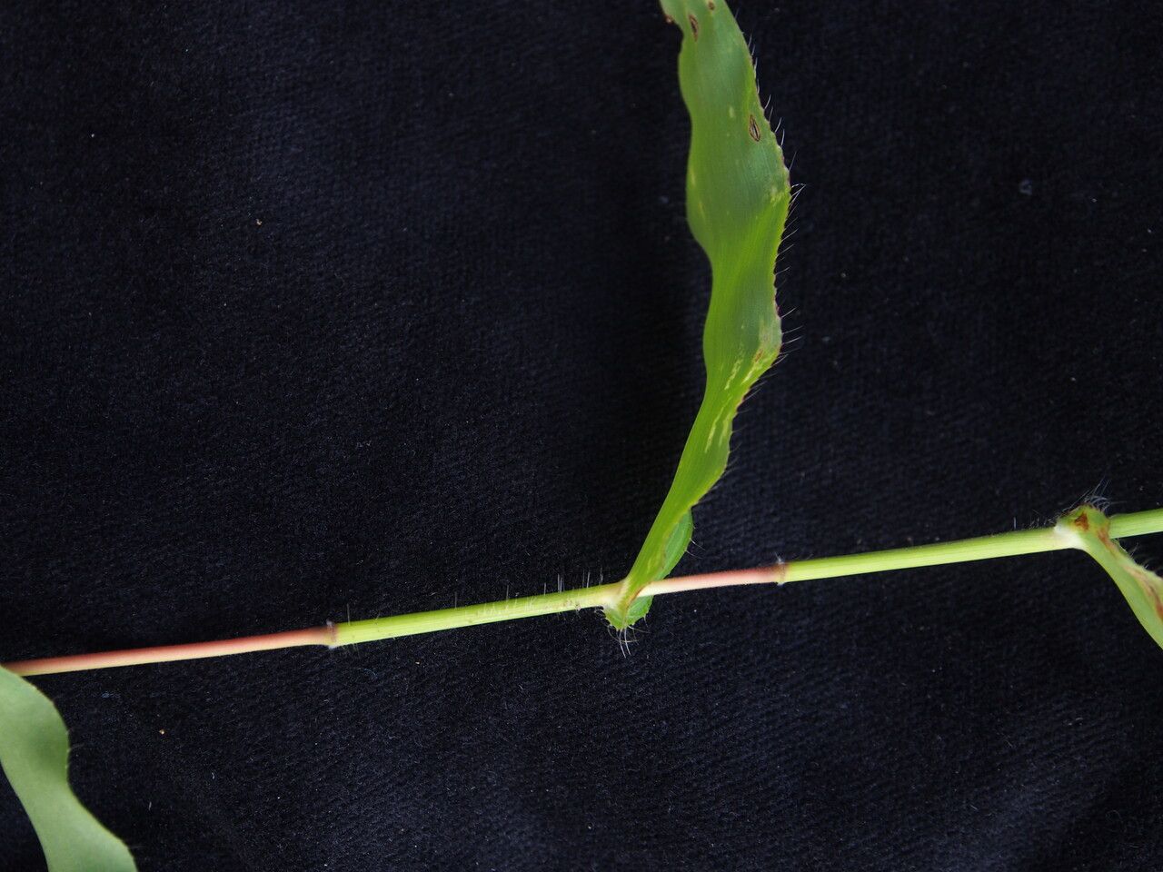 Arthraxon prionodes — related species from the same genus