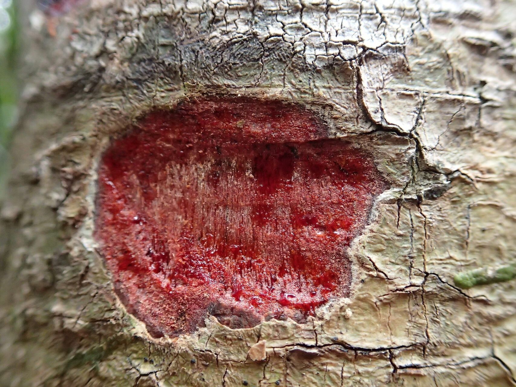 Baloghia bureavii bark