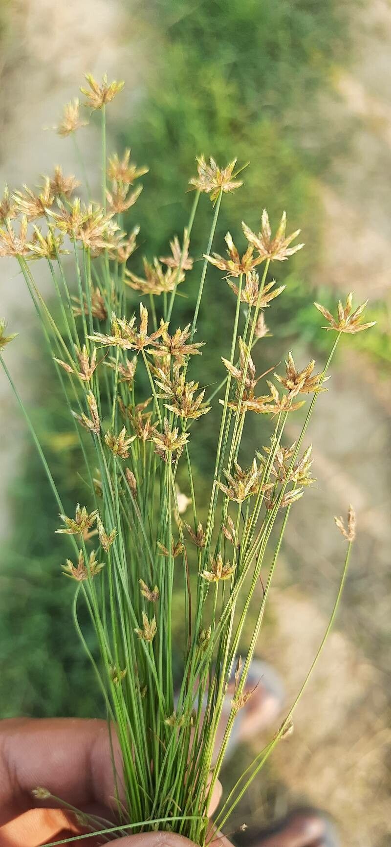 Bulbostylis barbata flower