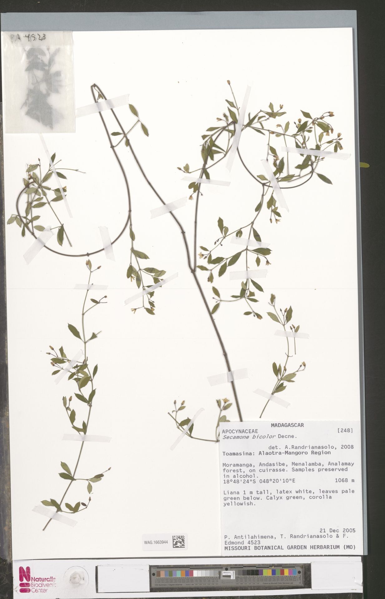 Secamone bicolor — houseplant care guide