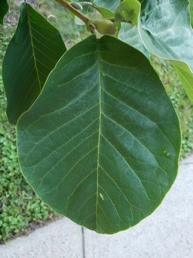 Magnolia × soulangeana leaf