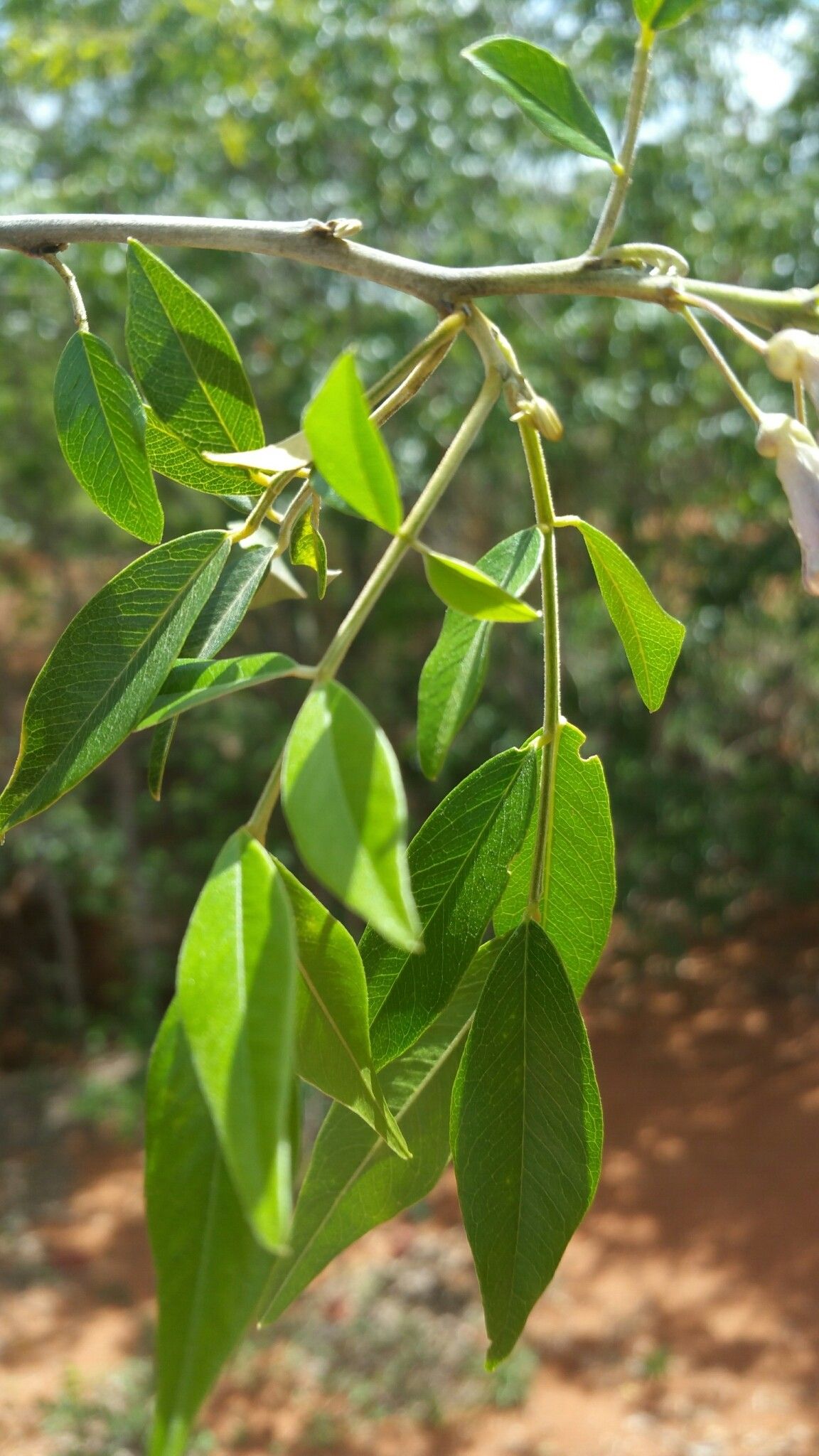 Mundulea menabeensis — houseplant care guide