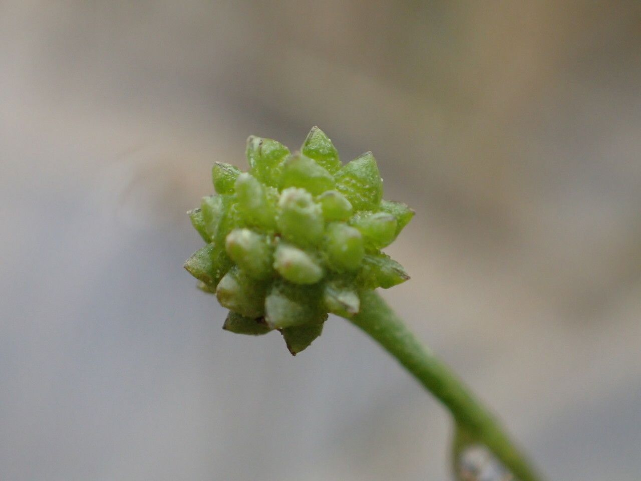 Ranunculus ophioglossifolius fruit