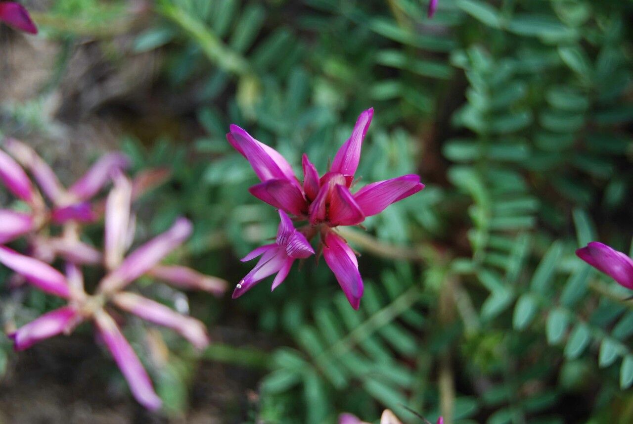 Hedysarum glomeratum flower