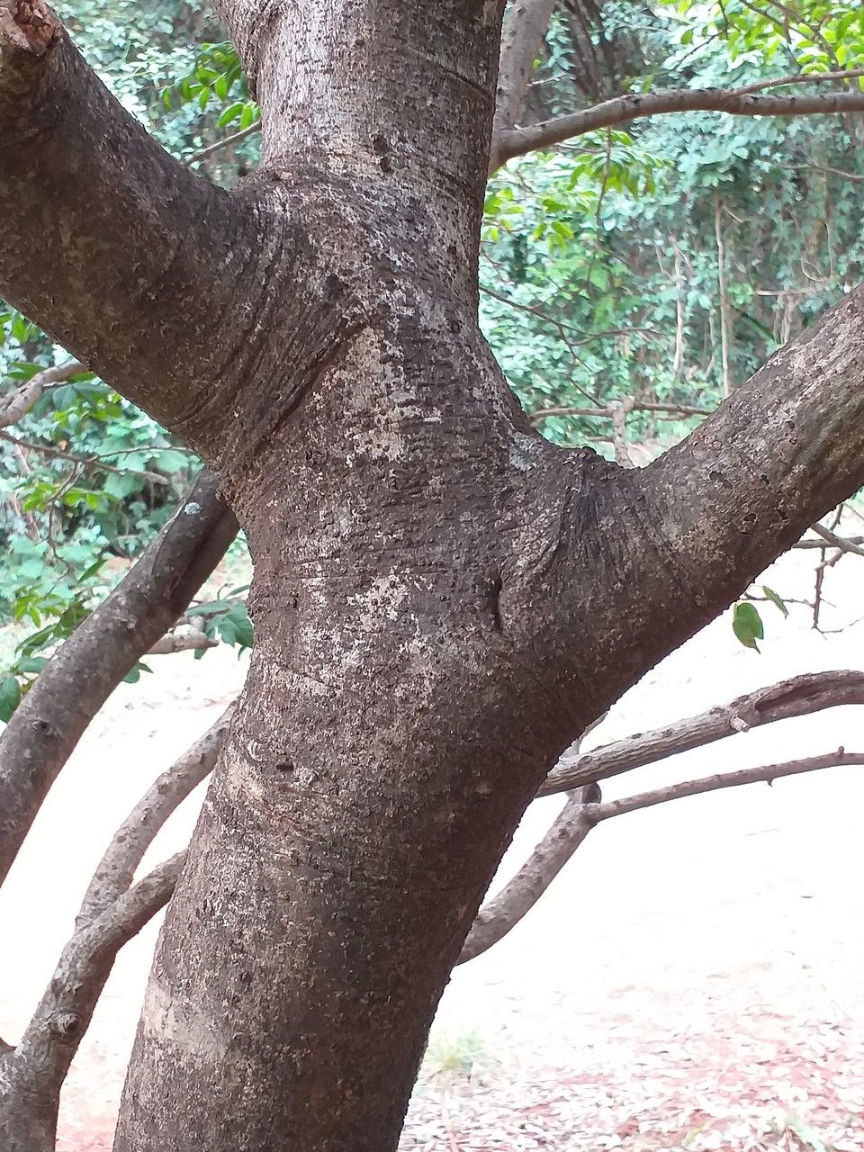 Afzelia quanzensis bark