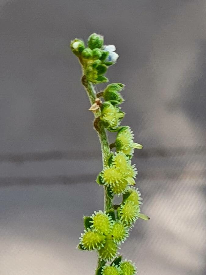 Cynoglossum lanceolatum fruit