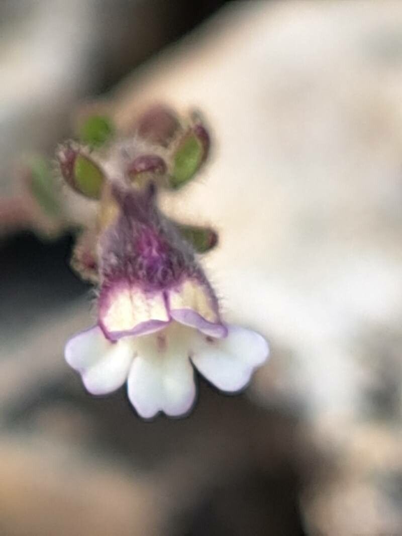 Chaenorhinum rubrifolium flower
