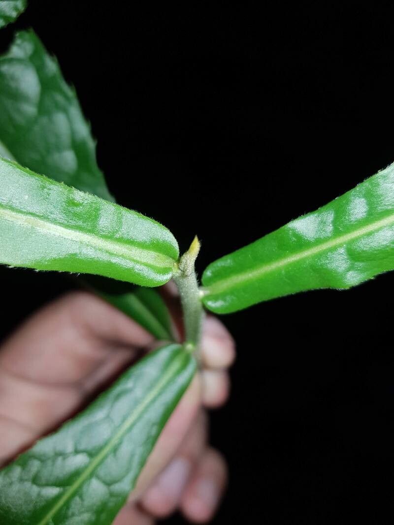 Meliosma clandestina — related species from the same genus