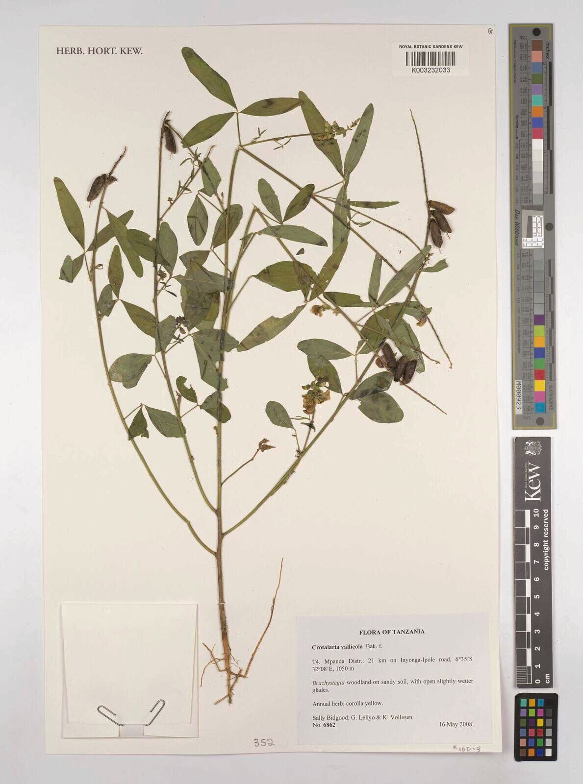 Crotalaria vallicola — houseplant care guide