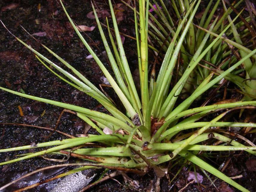 Catopsis juncifolia habit