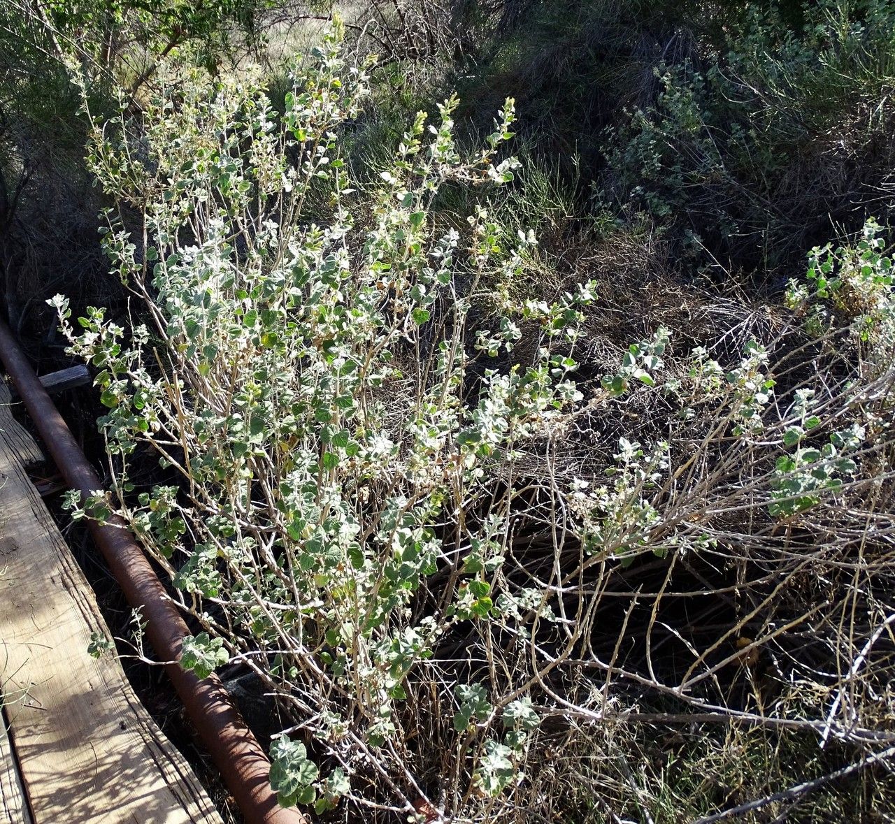 Brickellia californica flower