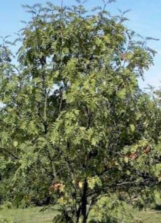 Sorbus decora — search result for 'Northern North America'