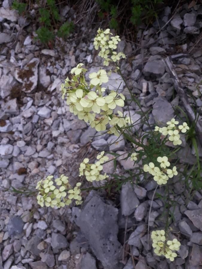 Erysimum witmannii — search result for 'Erysimum'