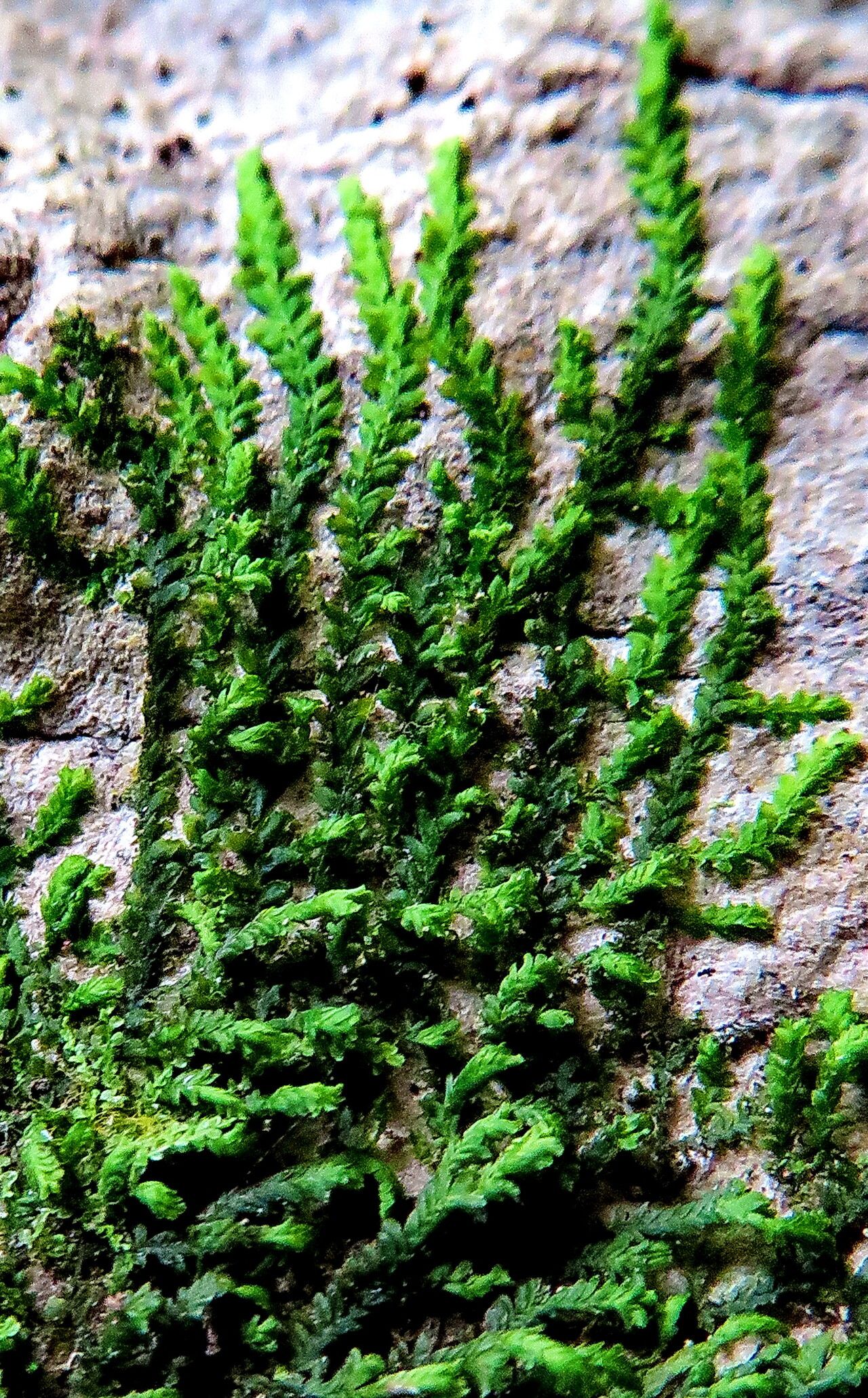 Selaginella banksii — houseplant care guide