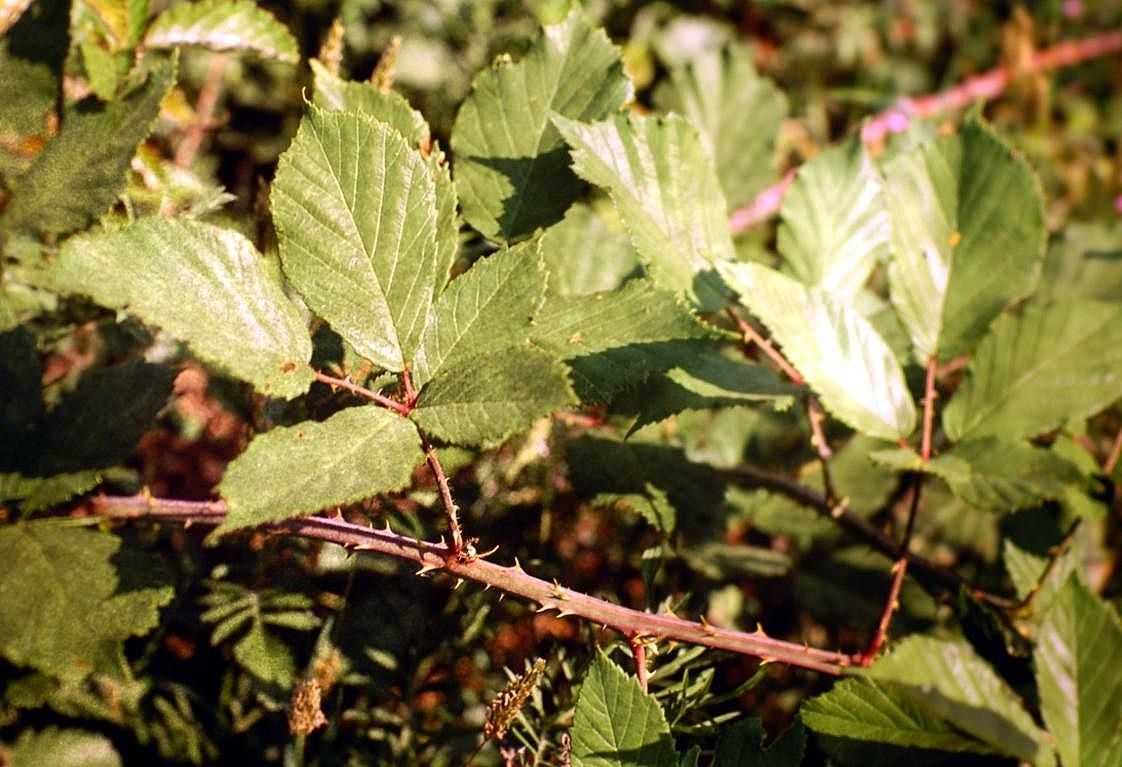 Rubus incanescens — houseplant care guide