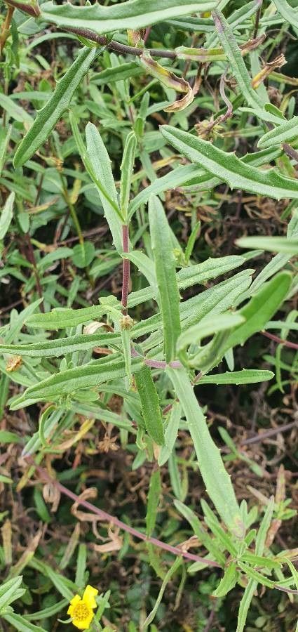 Senecio rhammatophyllus — houseplant care guide