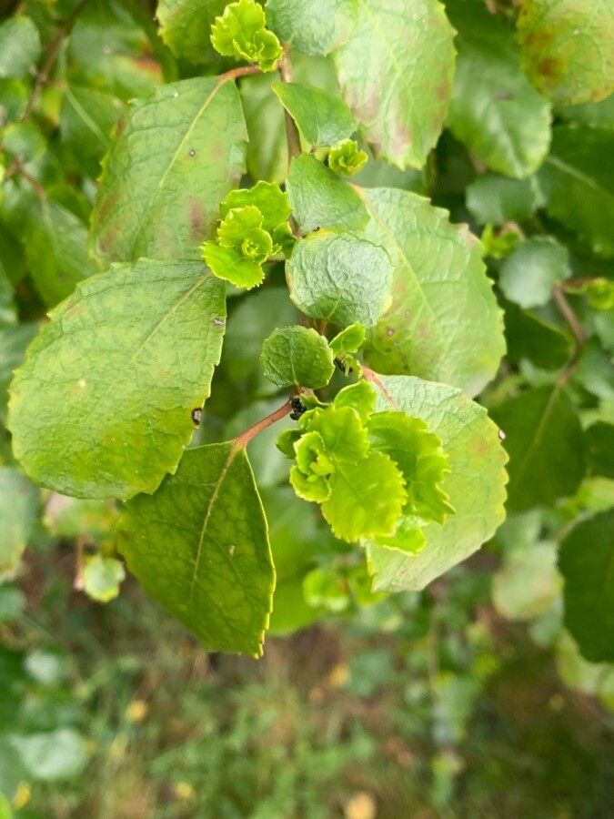Azara serrata leaf