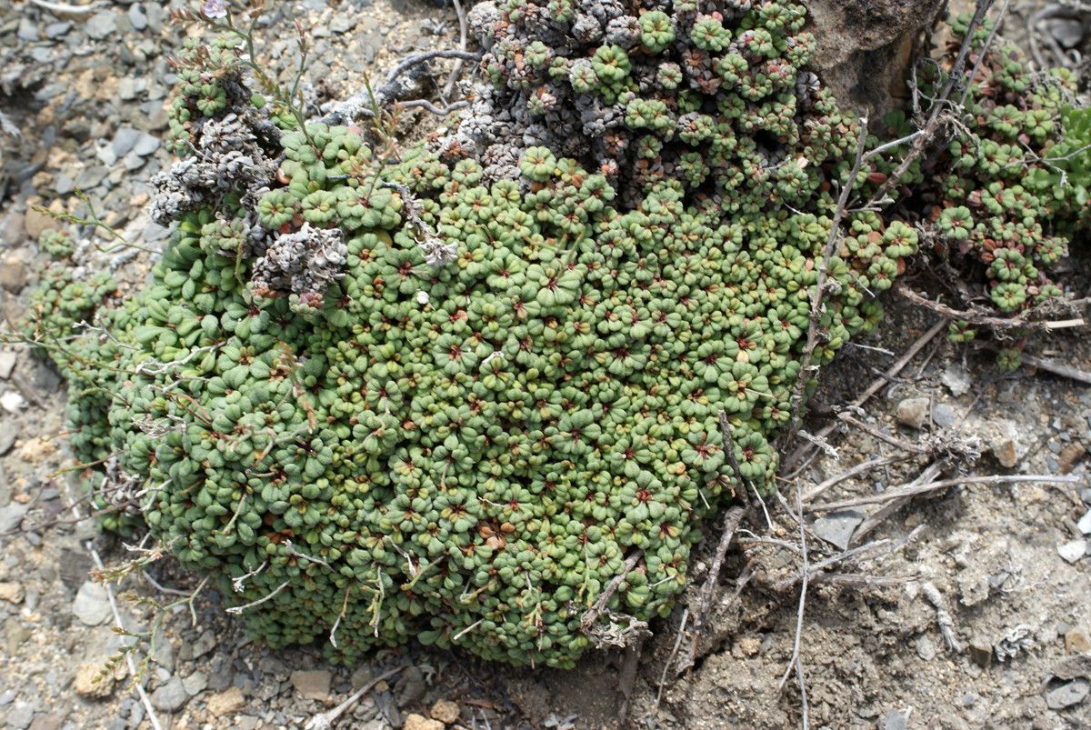 Limonium minutum habit
