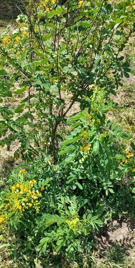 Senna subulata habit