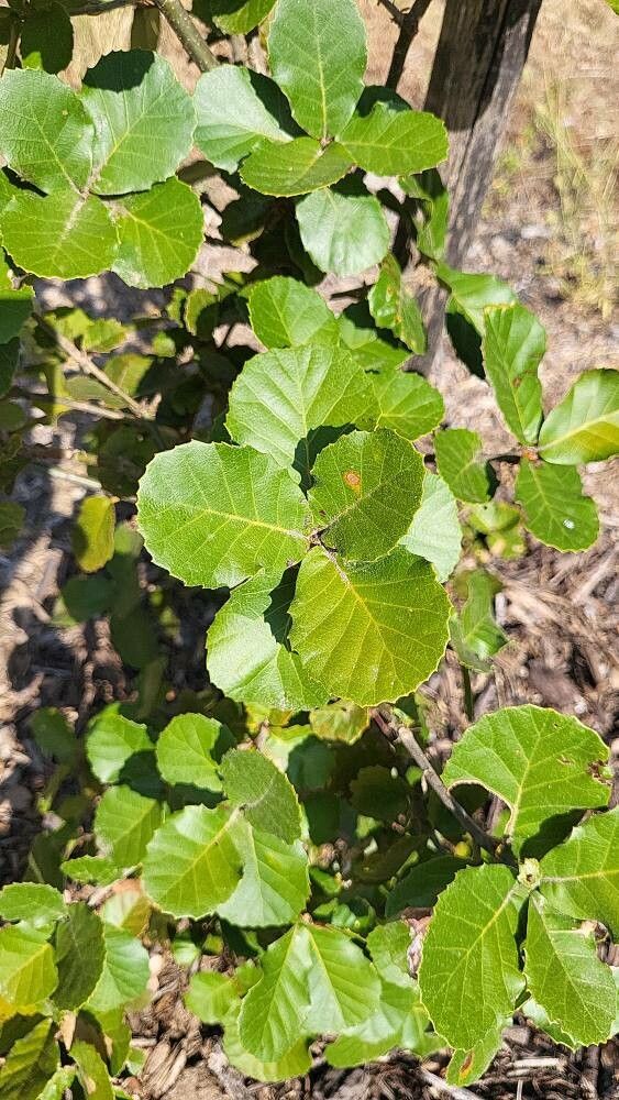 Quercus dolicholepis — houseplant care guide