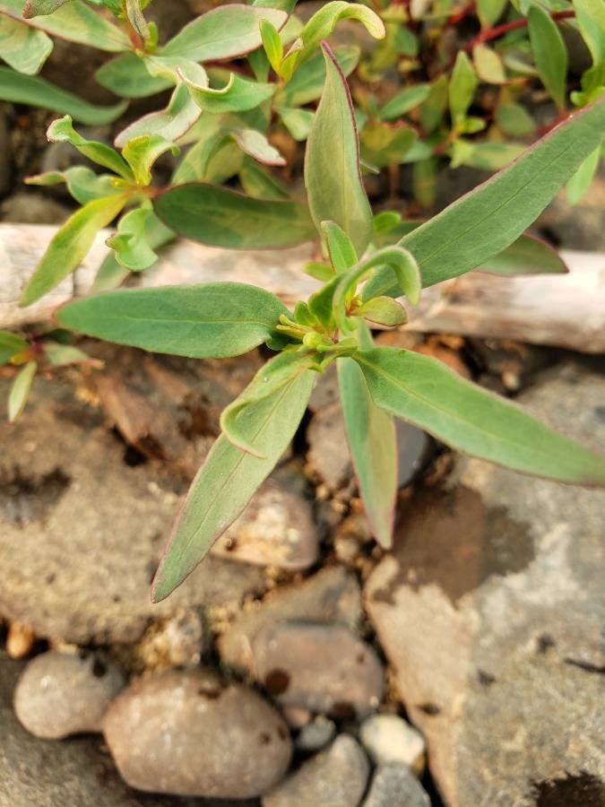 Clarkia rhomboidea — search result for 'Clarkia'