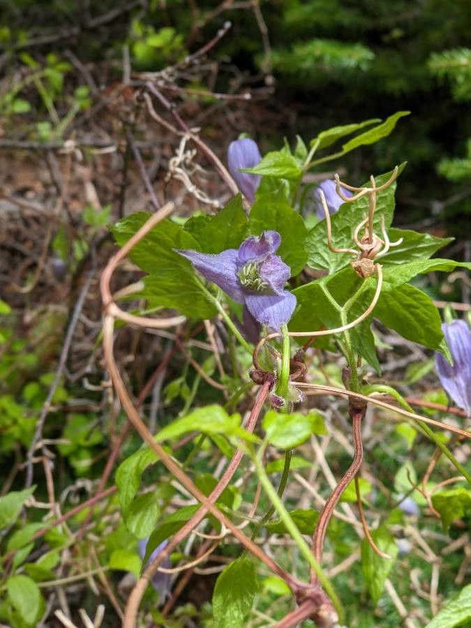 Clematis occidentalis flower