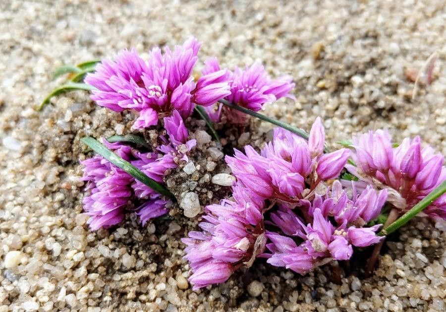 Allium cratericola — search result for 'Allium'