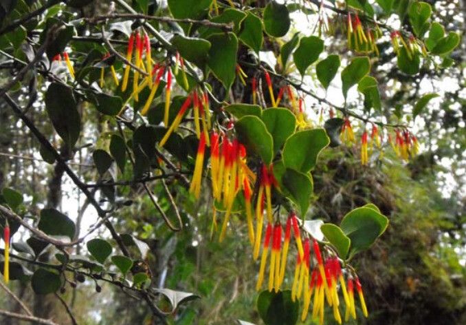 Tristerix penduliflorus flower