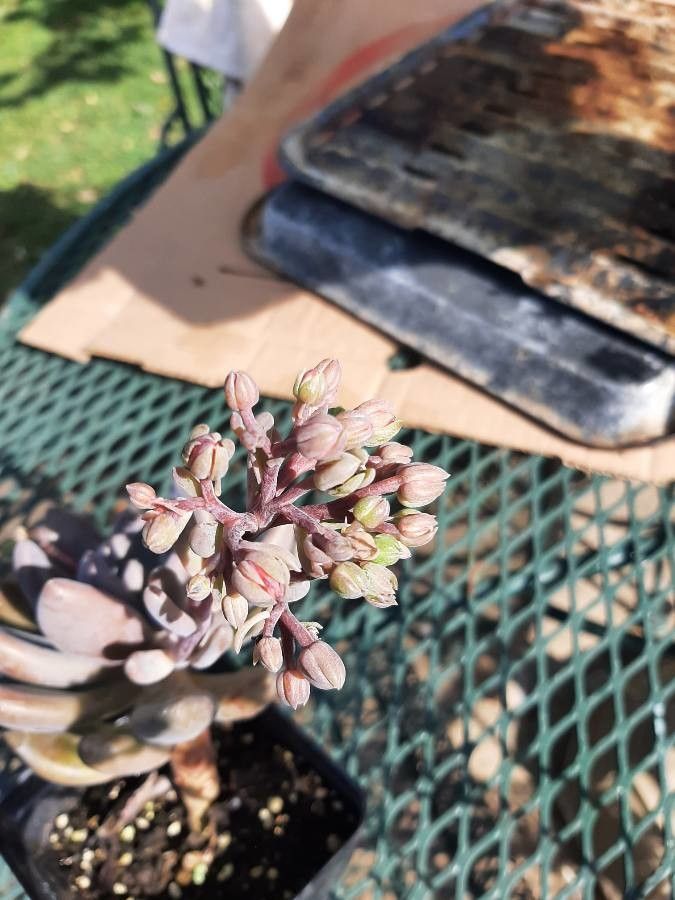 Pachyphytum kimnachii flower