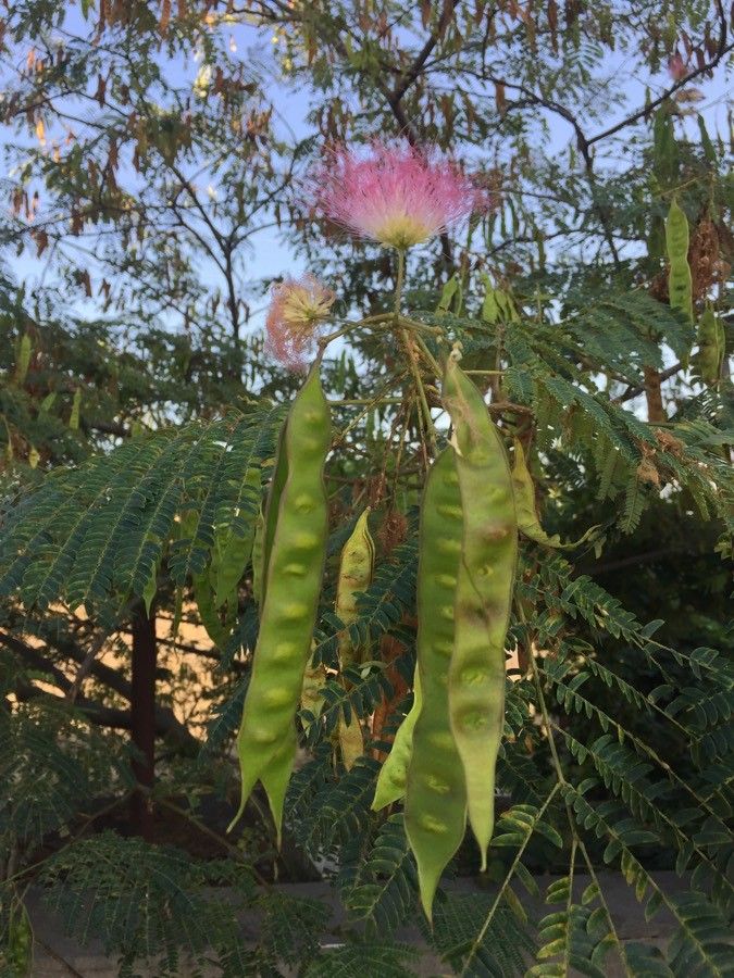 Albizia lankaensis — search result for 'Albizia'