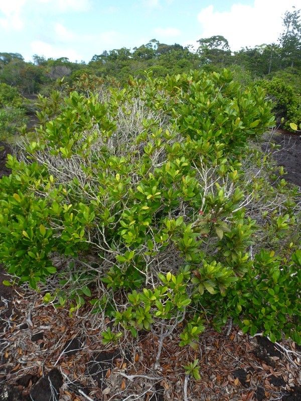 Tristaniopsis vieillardii habit