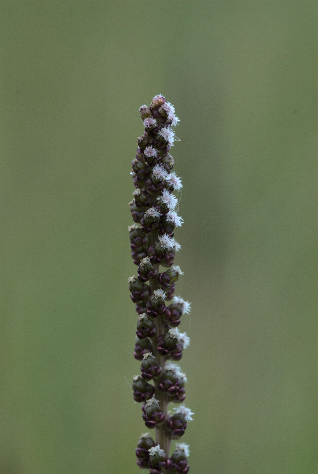 Triglochin maritima flower