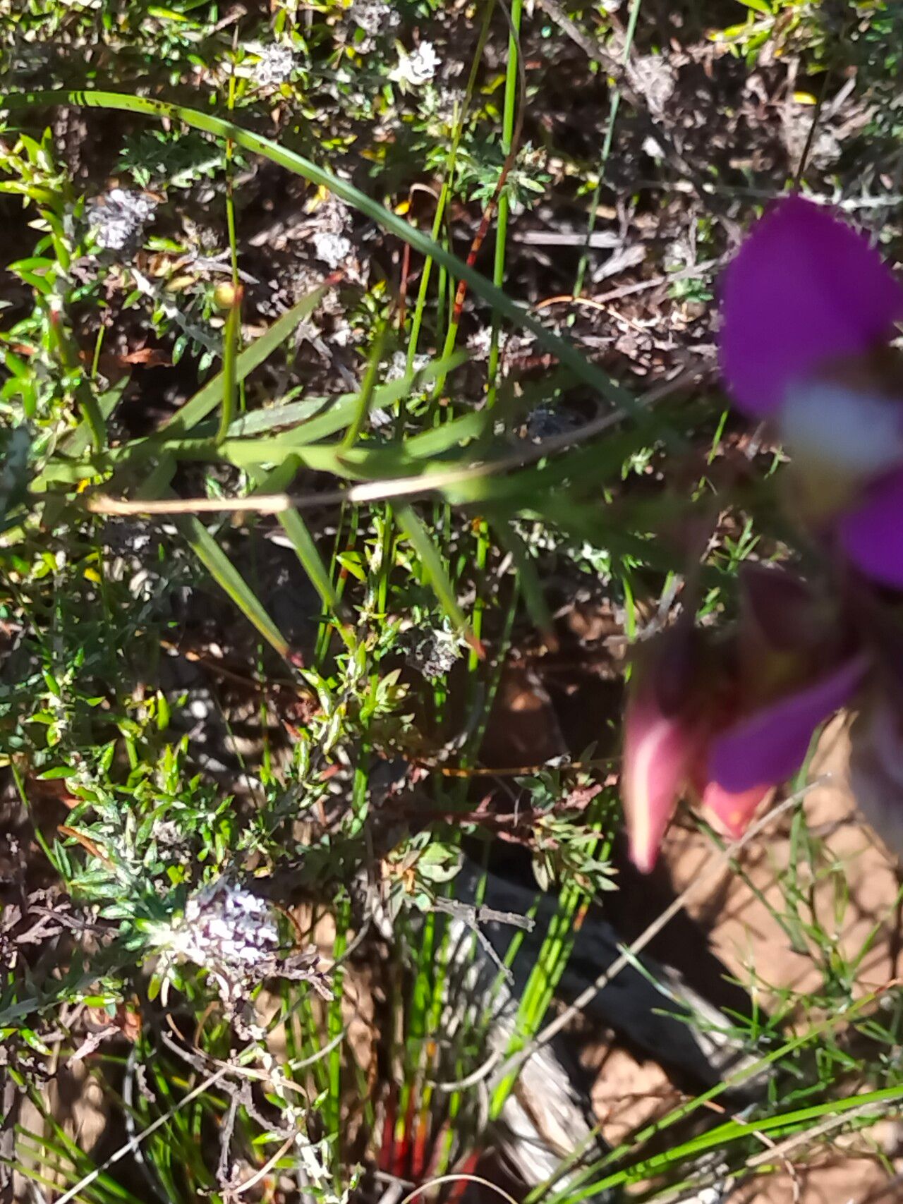 Polygala bracteolata bark