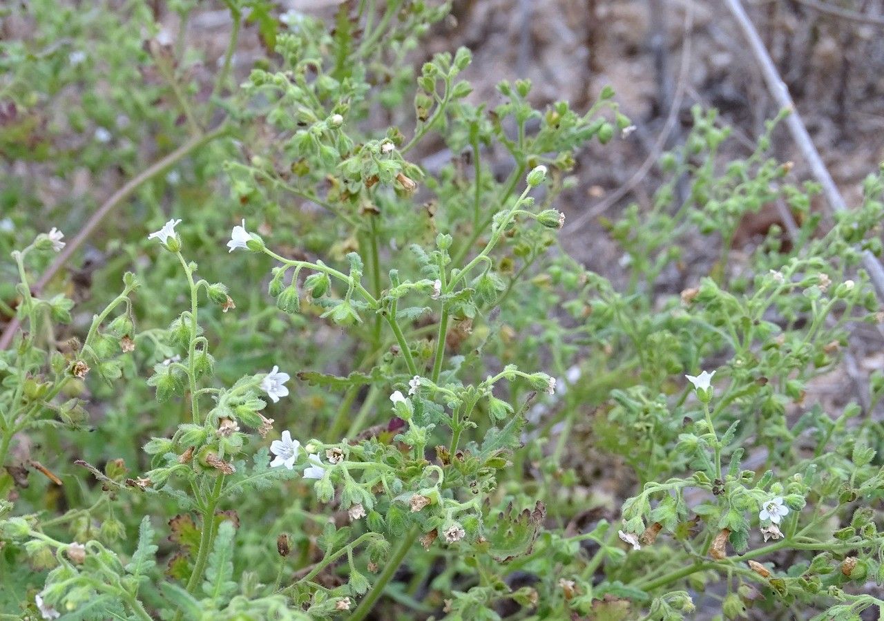 Eucrypta chrysanthemifolia habit