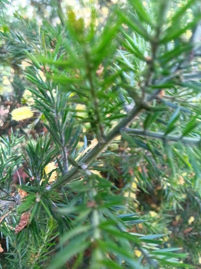 Acacia verticillata leaf