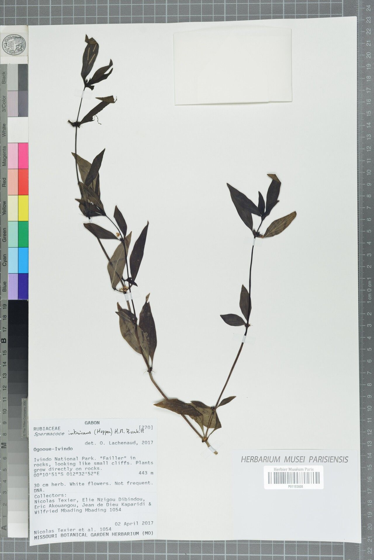 Spermacoce intricans — houseplant care guide