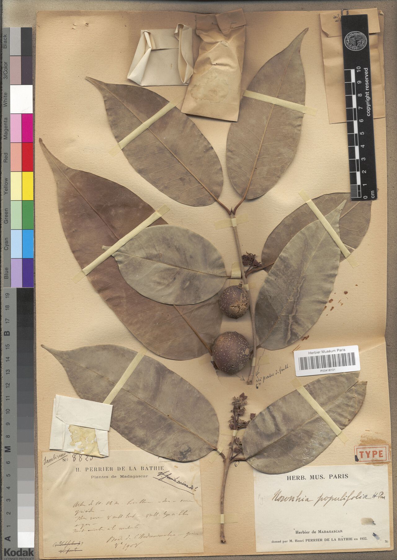 Noronhia populifolia — houseplant care guide